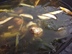 Seaweed Meatball Mushroom Soup